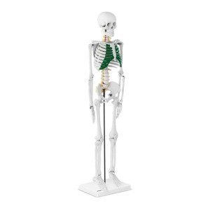 Mini csontváz 85 cm | physa