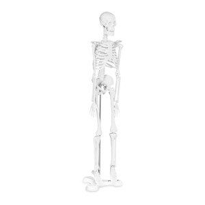 Mini csontváz - 45 cm - méretarány 1:4 | physa