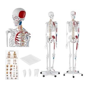 B-termék Emberi csontváz modell - életnagyságú | physa