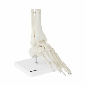 B-termék Lábfej csontváz és funkcionális lábfej modell | physa